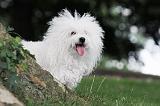 BICHON BOLONAIS 037